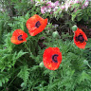 Meet your Posher, Christine